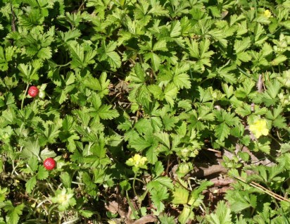 Indian mock strawberry.jpg thumbnail
